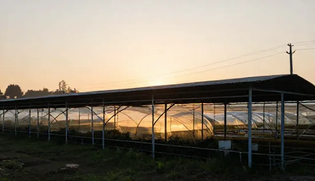 区域市场选型中的适用情况分析与应对策略